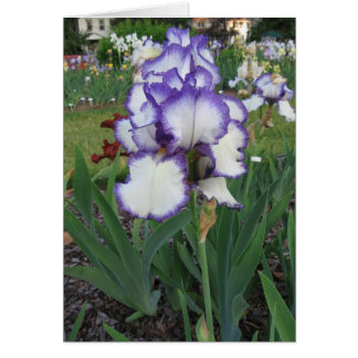 Montclair Iris OBS Kort