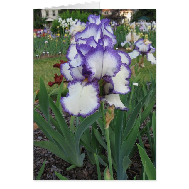 Montclair Iris OBS Kort (Framsidan)