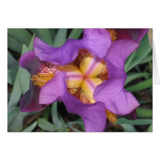 Montclair Iris OBS Kort