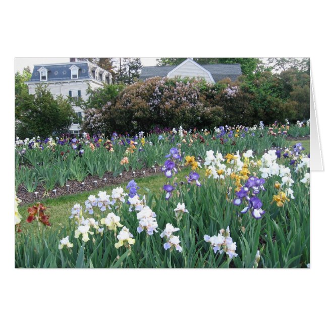 Montclair Irises OBS Kort (Framsidan Horizontal)