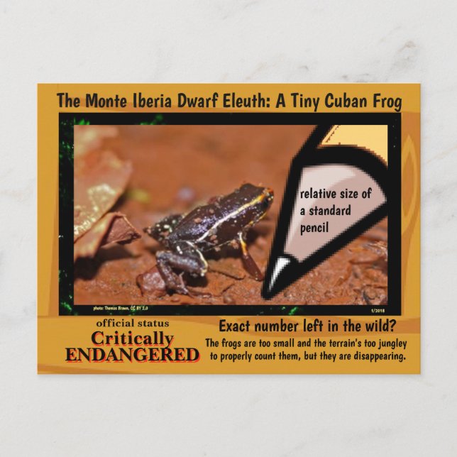 Monte Iberia Eleuth - en utrotningshotad regngroda Vykort (Framsida)