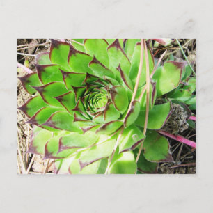 Montepulciano Vino Nobile, Italien Vykort