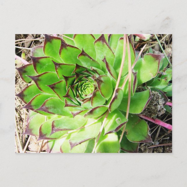 Montepulciano Vino Nobile, Italien Vykort (Framsida)