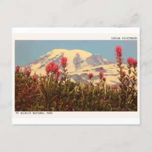 Montera Rainier Indian Paintbrush Postcard Vykort