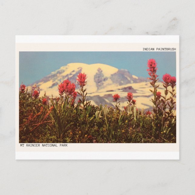 Montera Rainier Indian Paintbrush Postcard Vykort (Framsida)