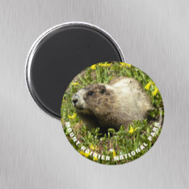 Montera Rainier nationalpark Marmot Photo Magnet