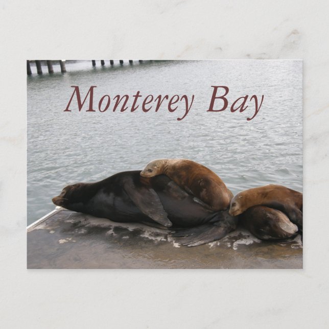 Monterey Bay - Sea Lejon Post Card Vykort (Framsida)