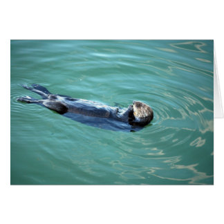 Monterey Bay Sea Otter Hälsningskort