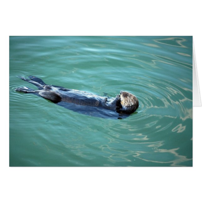 Monterey Bay Sea Otter Hälsningskort (Framsidan Horizontal)
