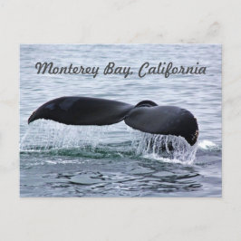 Monterey Bay Whale Svan vykort