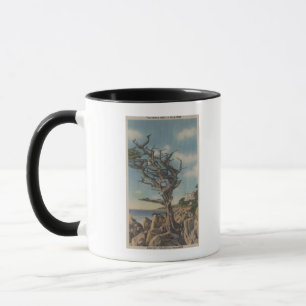 Monterey CA - gammalt häxaträd på 17 Mile Mugg