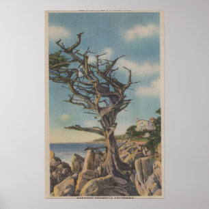 Monterey CA - gammalt häxaträd på 17 Mile Poster