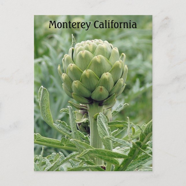 Monterey California Artichoke Postcard Vykort (Framsida)