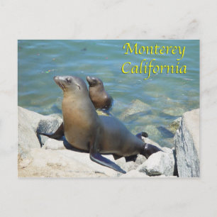 Monterey California Postcard Vykort