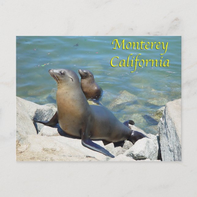 Monterey California Postcard Vykort (Framsida)