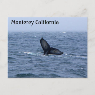 Monterey California Whale Svan vykort