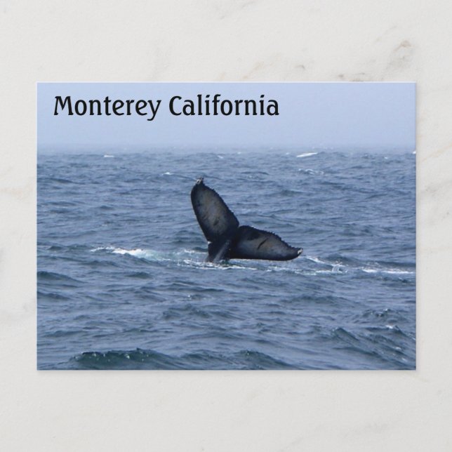 Monterey California Whale Svan vykort (Framsida)