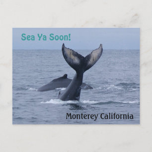Monterey California Whale Svan vykort