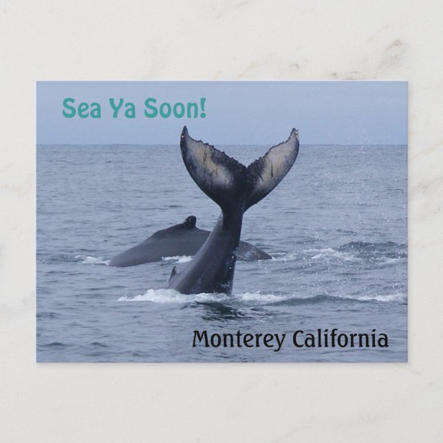 Monterey California Whale Svan vykort (Framsida)