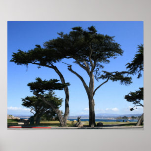Monterey Cypress träd, kustenfoto Poster