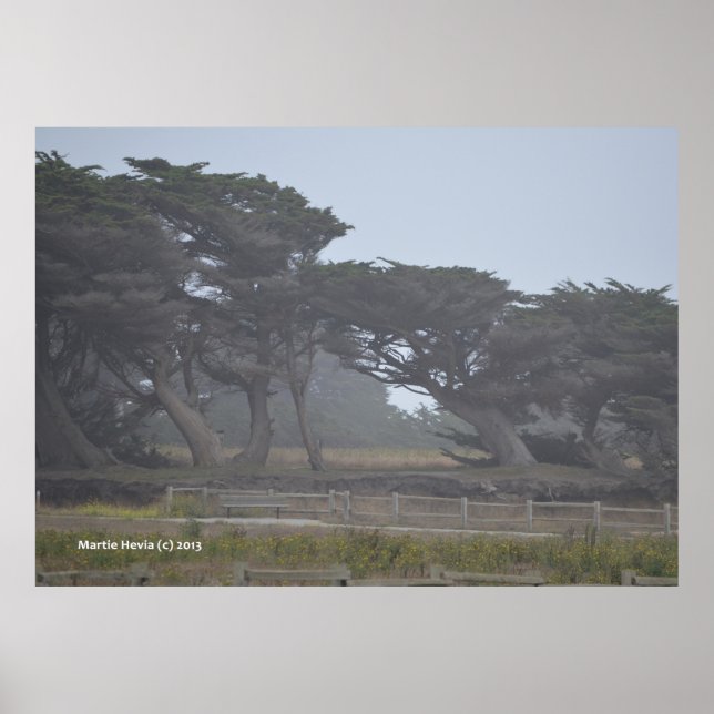 Monterey Cypresses Poster (Framsidan)