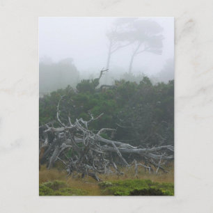 Monterey Fog Vykort