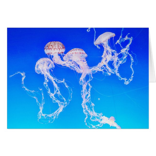 Monterey Jellyfish Greeting Card Hälsningskort (Framsidan Horizontal)
