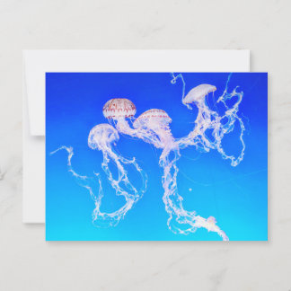 Monterey Jellyfish Vykort