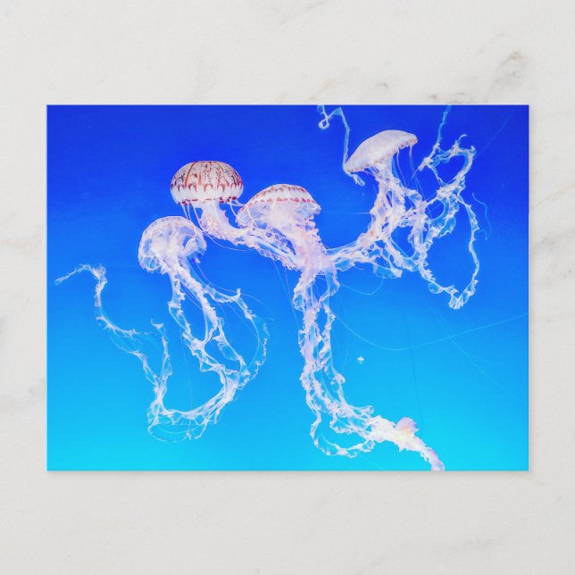 Monterey Jellyfish Vykort (Framsida)