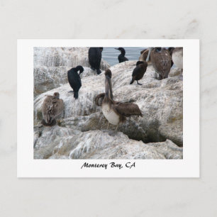 Monterey Pelicans vykort