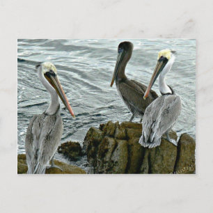 Monterey pelikan vykort