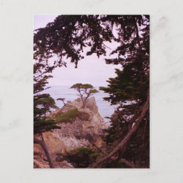 Monterey Vykort