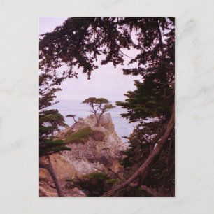 Monterey Vykort