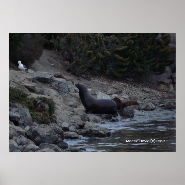 Monterey Watering Hål Poster (Framsidan)