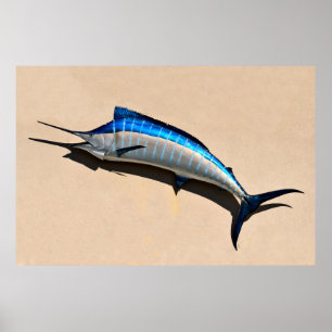 Montering för blåttMarlinfisk Poster