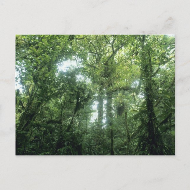 Monteverde Cloud Forest, Costa Rica. Vykort (Framsida)