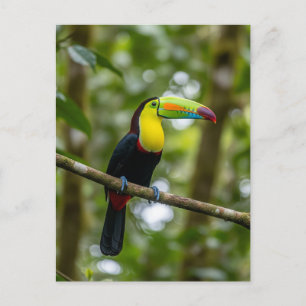 Monteverde Cloud Forest Toucan Costa Rica Vykort