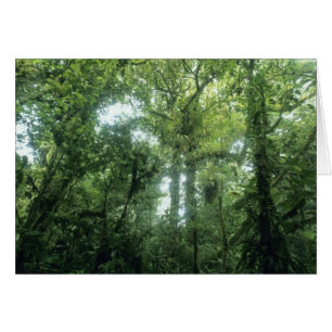 Monteverde molnskog, Costa Rica. Hälsningskort