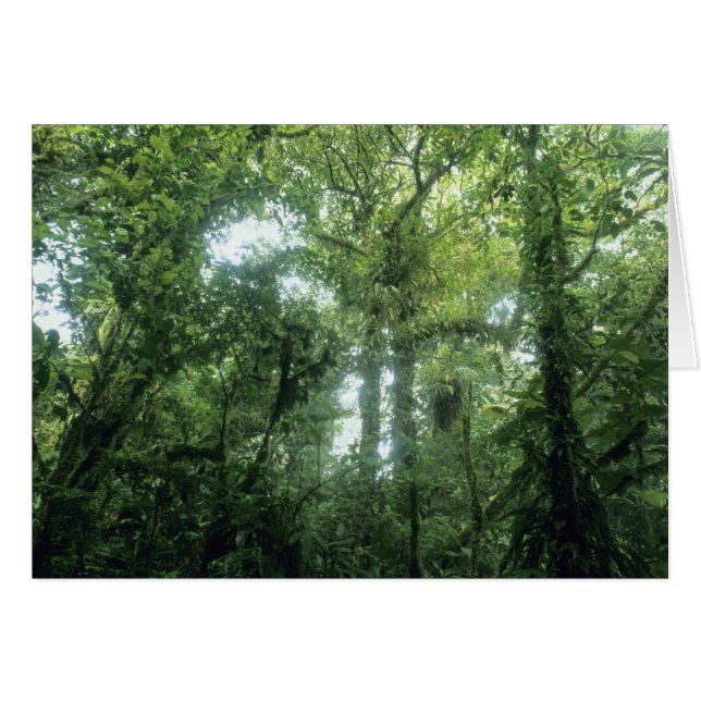 Monteverde molnskog, Costa Rica. Hälsningskort (Framsidan Horizontal)