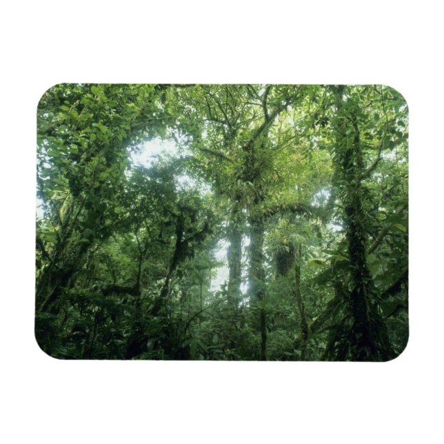 Monteverde molnskog, Costa Rica. Magnet (Horisontell)