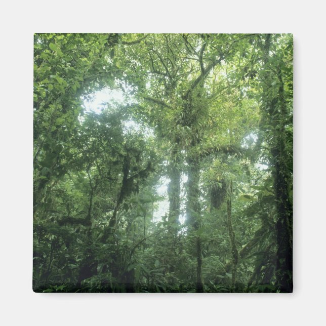 Monteverde molnskog, Costa Rica. Magnet (Framsidan)