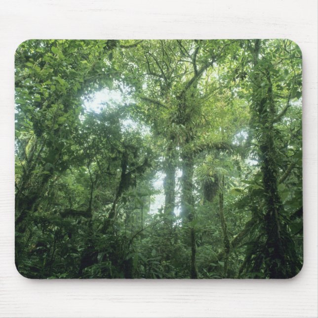 Monteverde molnskog, Costa Rica. Musmatta (Framsidan)