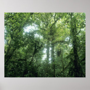 Monteverde molnskog, Costa Rica. Poster