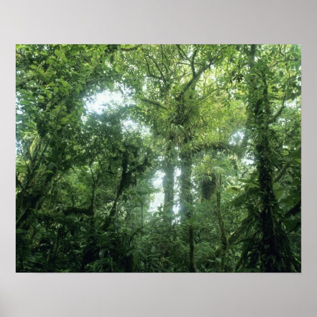 Monteverde molnskog, Costa Rica. Poster (Framsidan)