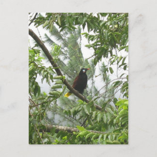 Montezuma Oropendola Vykort