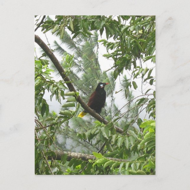 Montezuma Oropendola Vykort (Framsida)