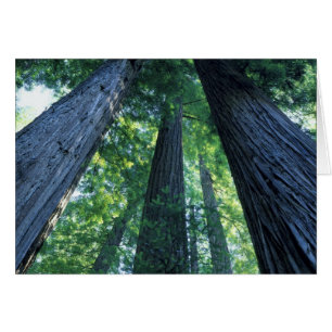 Montgomery Woods State Reserve, Kalifornien. Hälsningskort