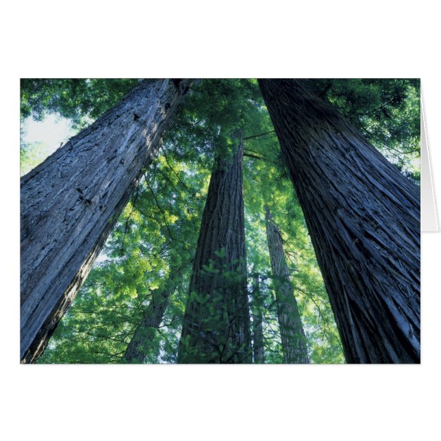 Montgomery Woods State Reserve, Kalifornien. Hälsningskort (Framsidan Horizontal)