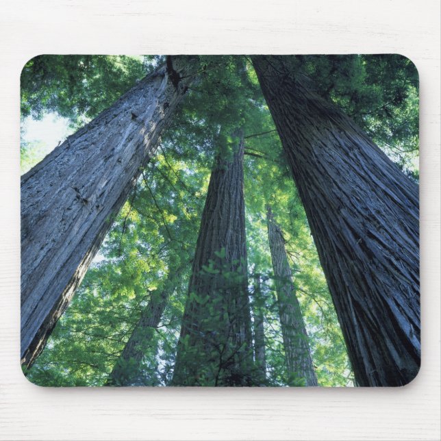 Montgomery Woods State Reserve, Kalifornien. Musmatta (Framsidan)