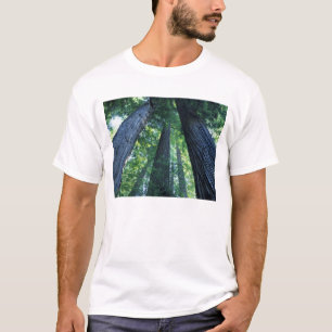 Montgomery Woods State Reserve, Kalifornien. Tee